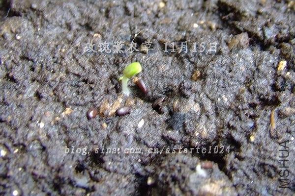 õ��޹�²� 11��15��.jpg