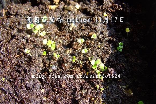 ��������� mother 11��17��.jpg