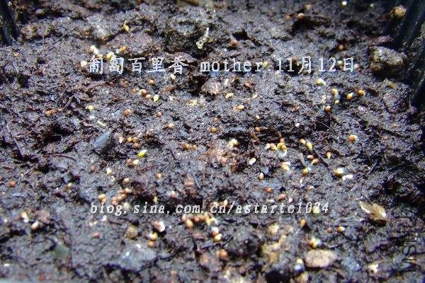 ��������� mother 11��12��.jpg