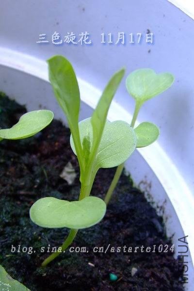 ��ɫ���� 11��17�� 2.jpg