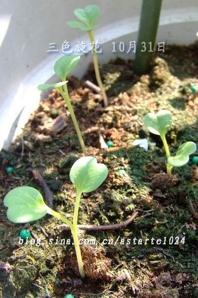 ��ɫ���� 10��31��.jpg