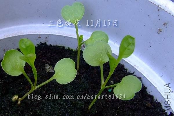 ��ɫ���� 11��17��.jpg