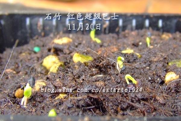 ʯ�� ��ɫ������ʿ 11��20��.jpg