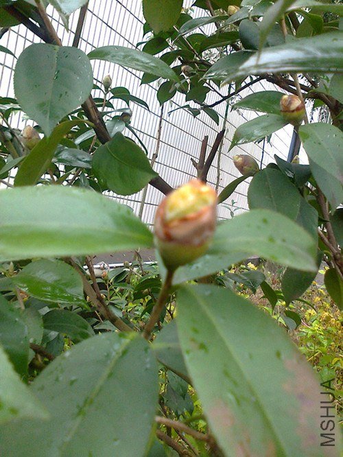 ��Ƭ0081_����_����.jpg