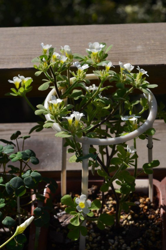 Oxalis anomala�׻�С����201201112 001.JPG