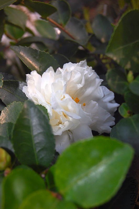 DSC_00380038.JPG