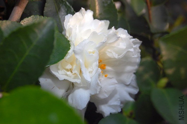 DSC_00370037.JPG