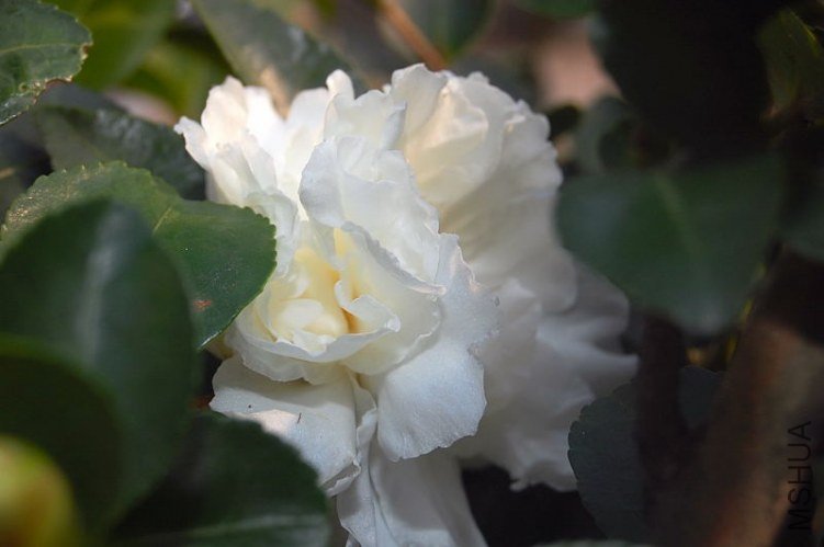 DSC_00360036.JPG