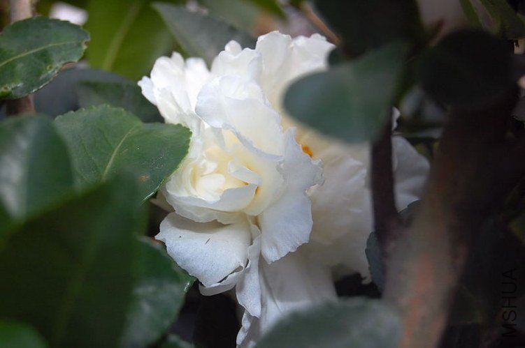 DSC_00350035.JPG