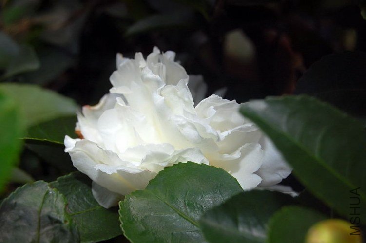 DSC_00320032.JPG