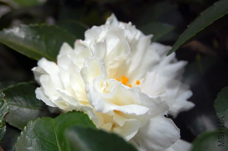 DSC_00250025.JPG