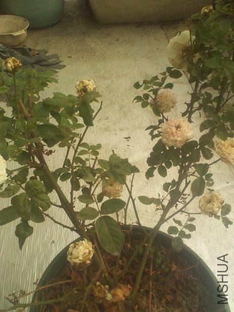IMG_20121028_101303.jpg