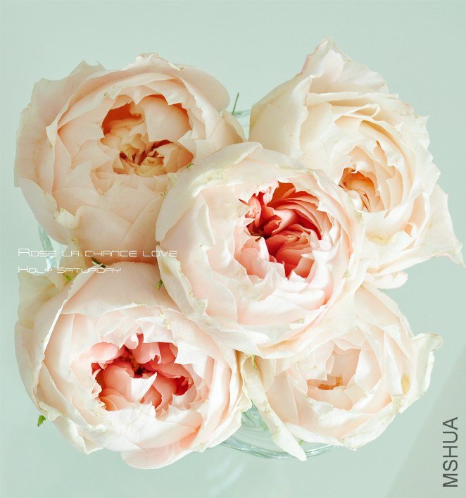 ROSE La Chance Love0.jpg