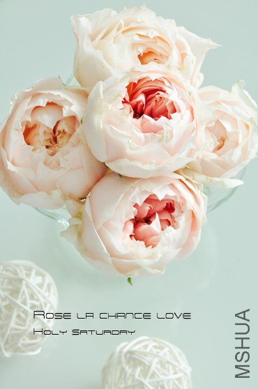 ROSE La Chance Love.jpg