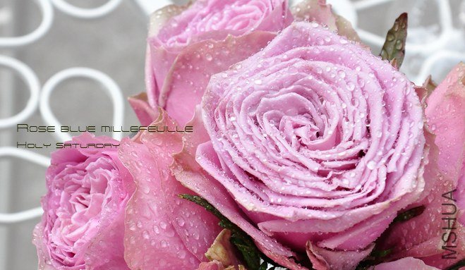 ROSE Blue millefeuille1.jpg