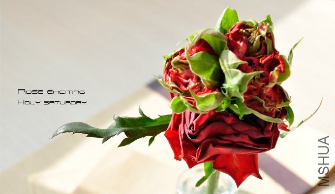 ROSE Exciting Light and Dark1.jpg