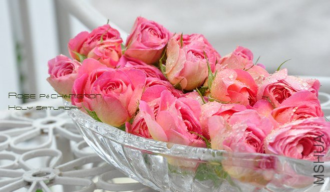 ROSE P��ch�� mignon1.jpg