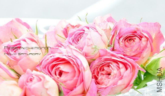 ROSE P��ch�� mignon2.jpg