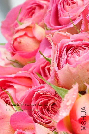 ROSE P��ch�� mignon3.jpg