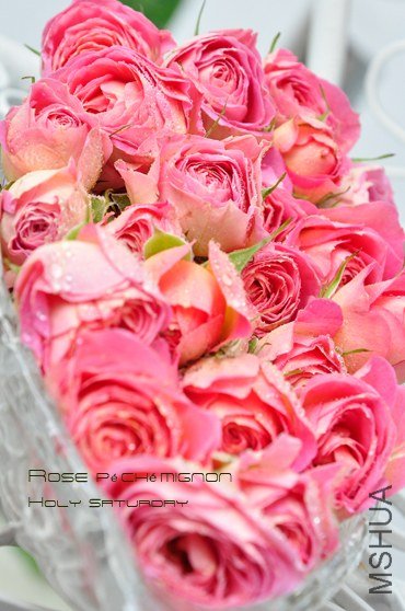 ROSE P��ch�� mignon4.jpg