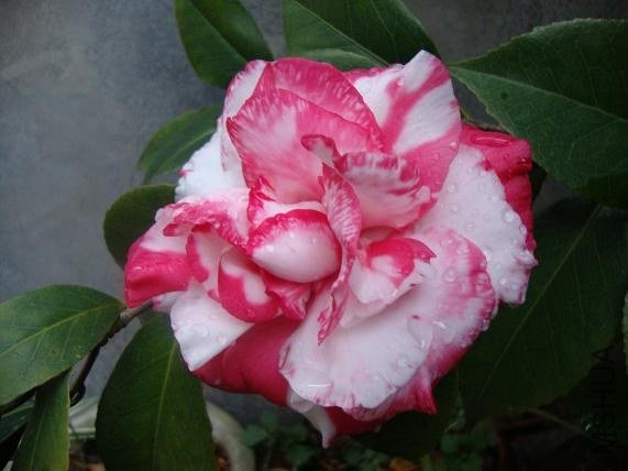 DSC03377.JPG