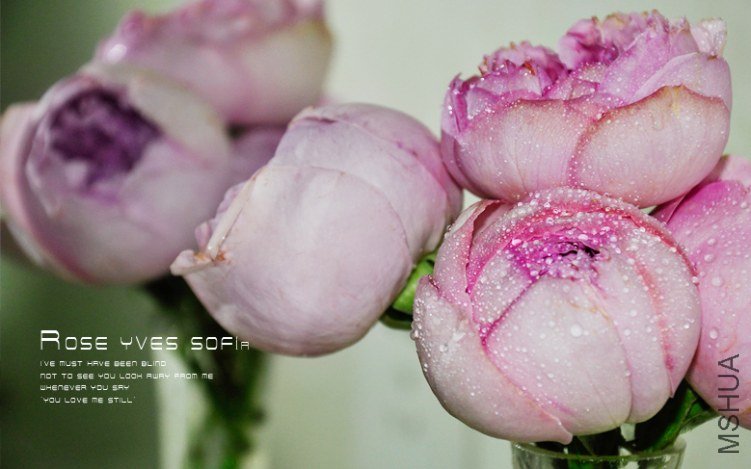 Yves Sof��a .jpg