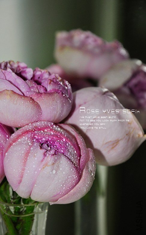 Yves Sof��a 1.jpg