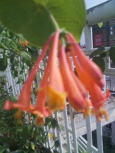 IMG_20120710_081736.jpg