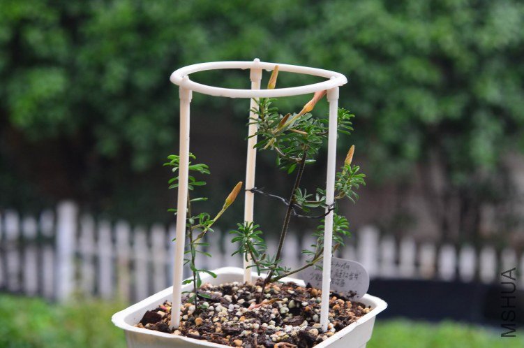 ������С Oxalis hirta salmon ��ɫ����20121123 001.JPG