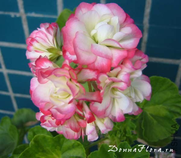 Happy Appleblossom.jpg