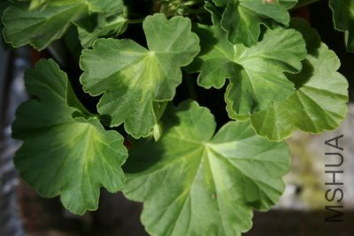 Summerrose Tina3.jpg