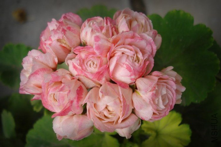 ƻ���� �����.jpg