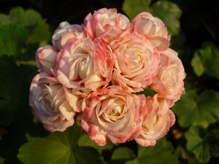 ƻ���� yangtongzhu.jpg