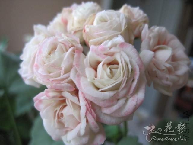 ƻ���� ������.jpg