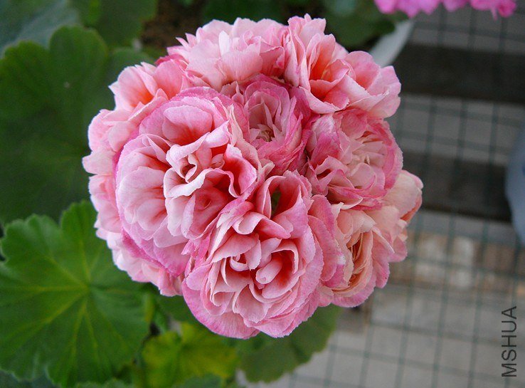 ƻ���� �����ǳ�.jpg