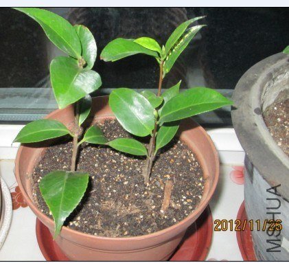 ��һ����