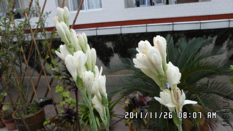 ������С SAM_0535.JPG