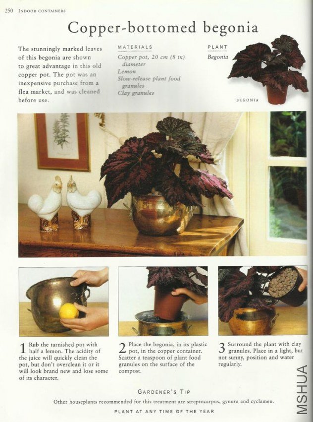 CopperPotRexBegonia.jpg