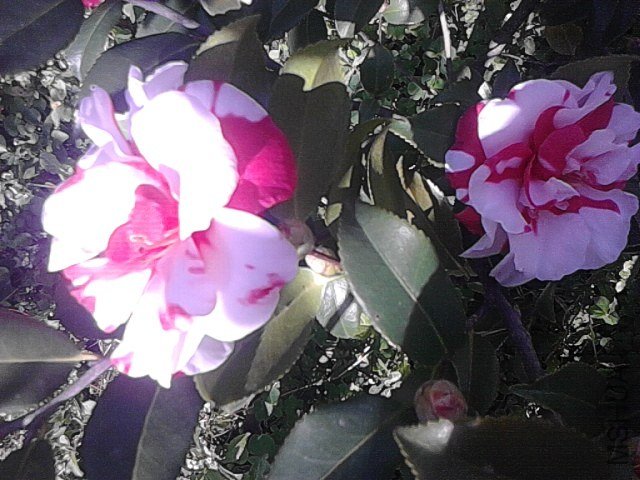 IMG_20121127_124922.jpg