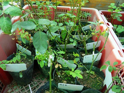 P1060571_����_����.jpg