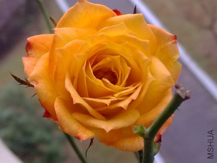 IMG_20121125_091840.jpg