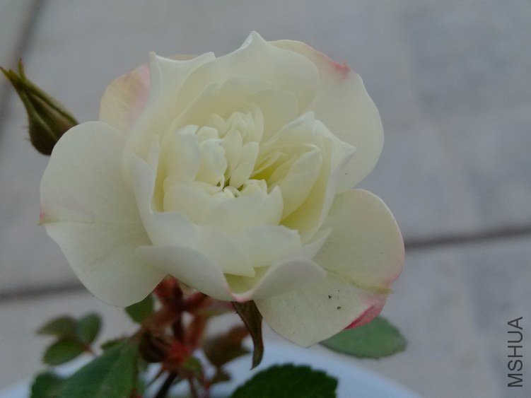 IMG_20121126_093756.jpg