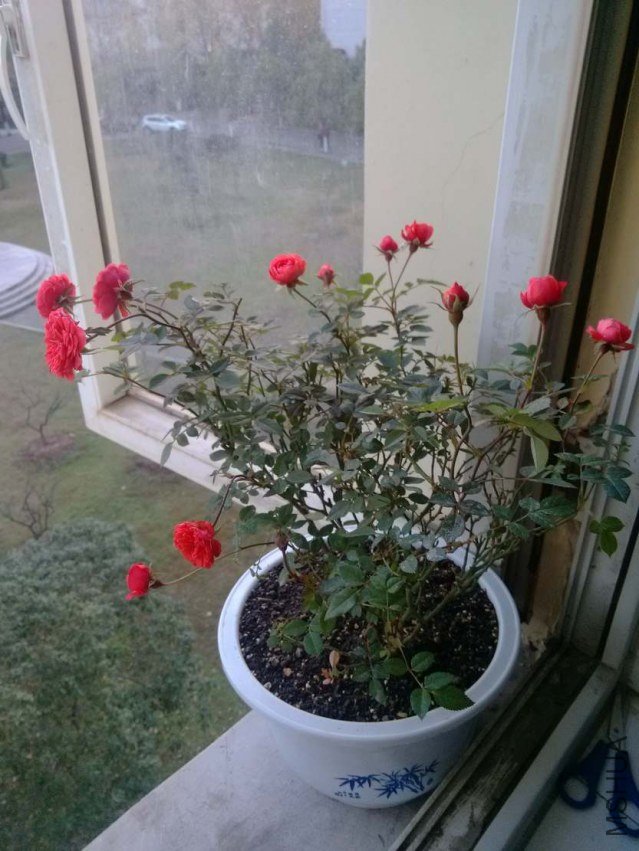 IMG_20121126_171234.jpg