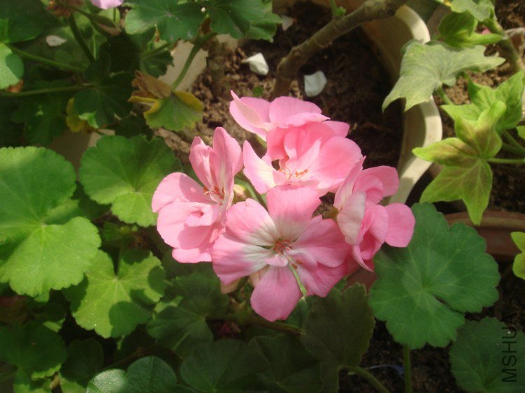 DSC04845.JPG