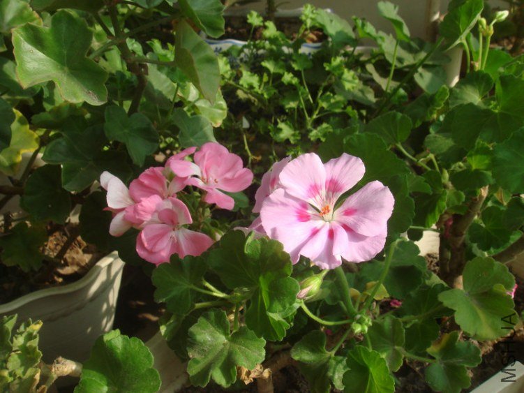 DSC04846.JPG