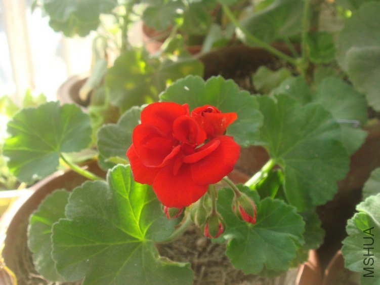 DSC04858.JPG