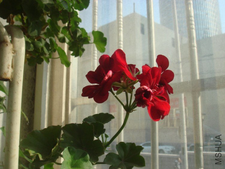 DSC04861.JPG