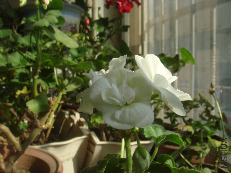 DSC04862.JPG