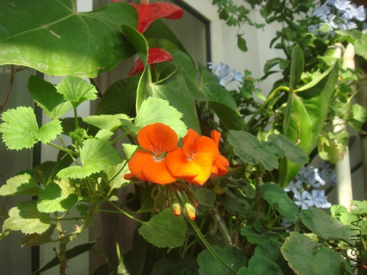 DSC04863.JPG