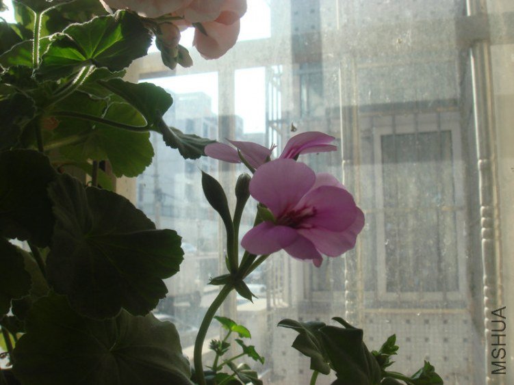 DSC04865.JPG